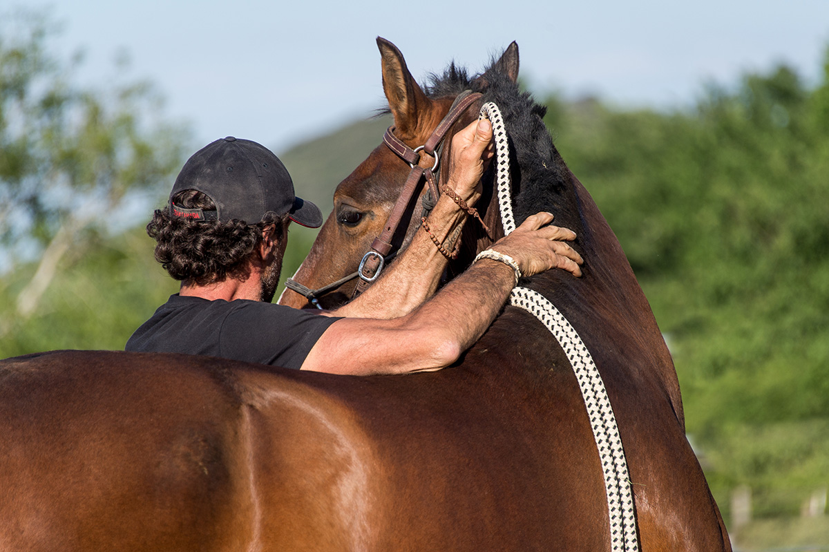 Stage étho Horsemanship : améliorer la relation avec son cheval